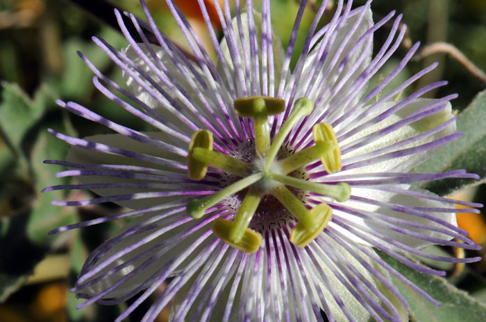 Passiflora arizonica, Arizona Passionflower